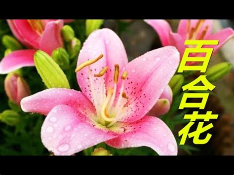 房間放百合花|百合花擺放禁忌